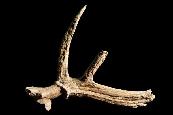 Restes d'animaux : Bois de cerf mis au jour sur le site de Terra Amata