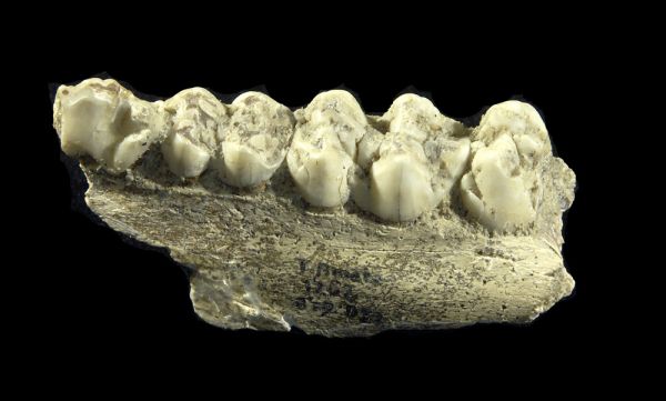 Restes d'animaux : Mandibule gauche de sanglier mis au jour sur le site de Terra Amata mis au jour sur le site de Terra Amata
