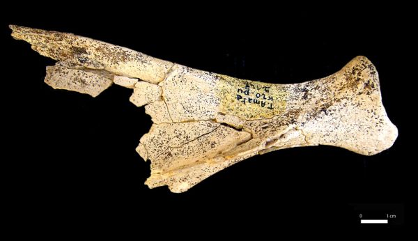 Restes d'animaux : Scapula gauche de tahr de Bonal mis au jour sur le site de Terra Amata