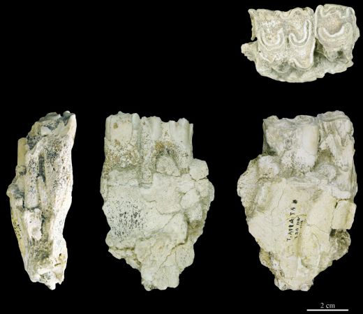 Restes d'animaux : Fragment de maxillaire droit d’aurochs mis au jour sur le site de Terra Amata