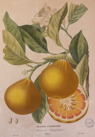 Ouvrage imprimé : Histoire naturelle des orangers