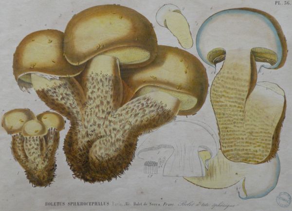 Ouvrage imprimé : Les champignons de la province de Nice