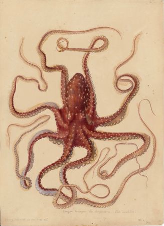 Aquarelle : Aquarelle sur papier d'un Poulpe tacheté (Callistoctopus macropus (Risso, 1826))