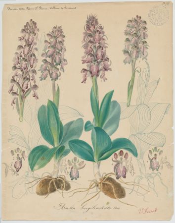 Aquarelle : Aquarelle sur papier d'Orchis de Robert (Himantoglossum robertianum (Loisel.) P. Delforge)