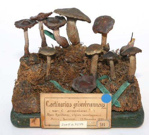 Moulage : Ensemble de moulages en plâtre réhaussé à la gouache de Cortinaires (Cortinarius griseobrunneus Barla)