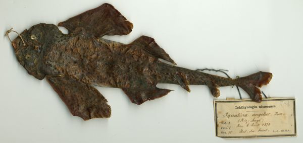 Objet naturalisé : Exsiccata d'un Ange de mer épineux (Squatina aculeata Cuvier, 1829)