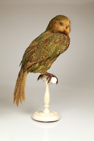 Objet naturalisé : Kakapo (Strigops habroptila Gray 1845) naturalisé