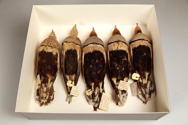 Objet naturalisé : Ensemble de 5 Ganga unibande (Pterocles orientalis (Linnaeus, 1758)) mis en peaux