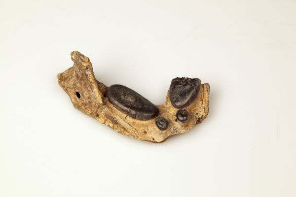 Objet naturalisé : Fossile d'une mandibule de Placodonte