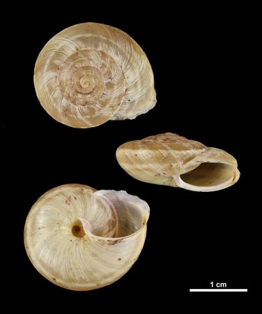 Objet naturalisé : Coquille d'un Marbrée des pélites (Macularia saintivesi (Caziot in Kobelt, 1906))